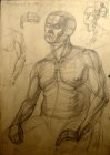 Anatomic drawing of the sitting man. Paper, graphitic pencil. 61x43, 1995.