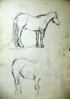 Sketch. A stallion on the Horse factory. Rubnoe. Ryazan. Paper, graphitic pencil. 30x21.5, 1994.