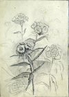 Пленэрная зарисовка. Полевые цветы. 27х20 см, бумага, графитный карандаш. 1992 г.с.